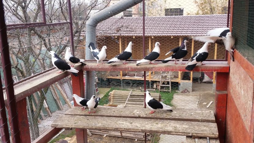  - A-- DE VANZARE JUCATORI DE GALATI