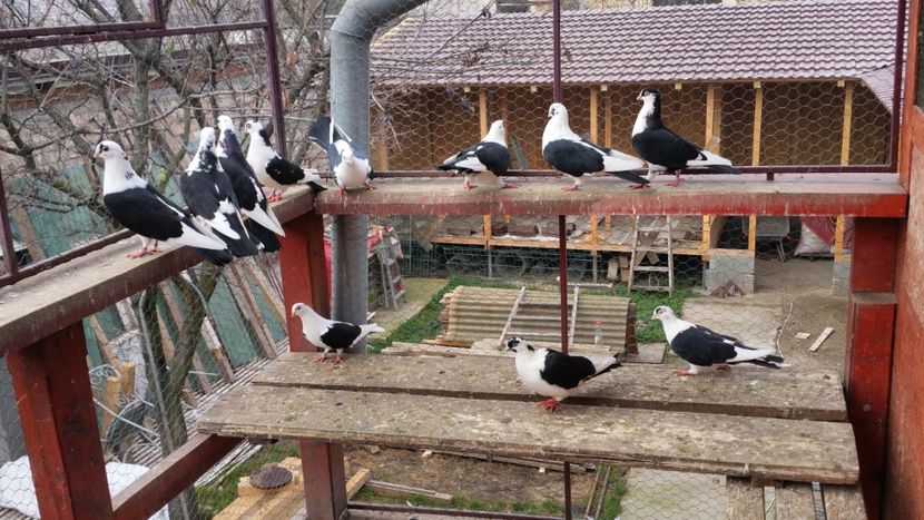  - A-- DE VANZARE JUCATORI DE GALATI