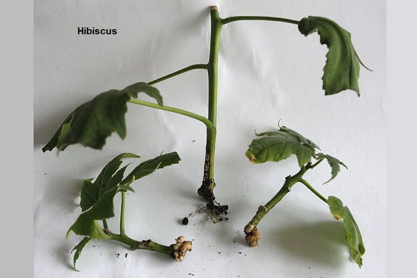 12.11.18 - Inradacinare butasi