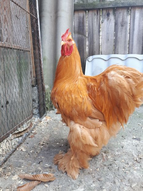  - 5-Cochinchina galben