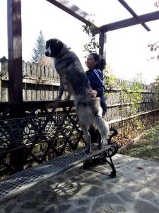 10 nov 2018 - MARA DE CROITORU