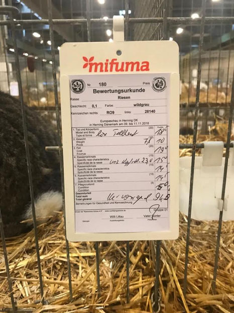 Alin Jurcut - EXPOZIȚIA EUROPEANĂ - HERNING 2018