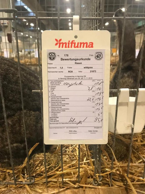 Alin Jurcut - EXPOZIȚIA EUROPEANĂ - HERNING 2018