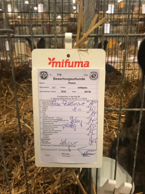 Alin Jurcut - EXPOZIȚIA EUROPEANĂ - HERNING 2018