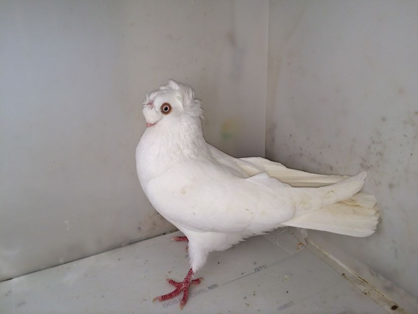 7099  mascul  2018_2 - pui 2018 BM