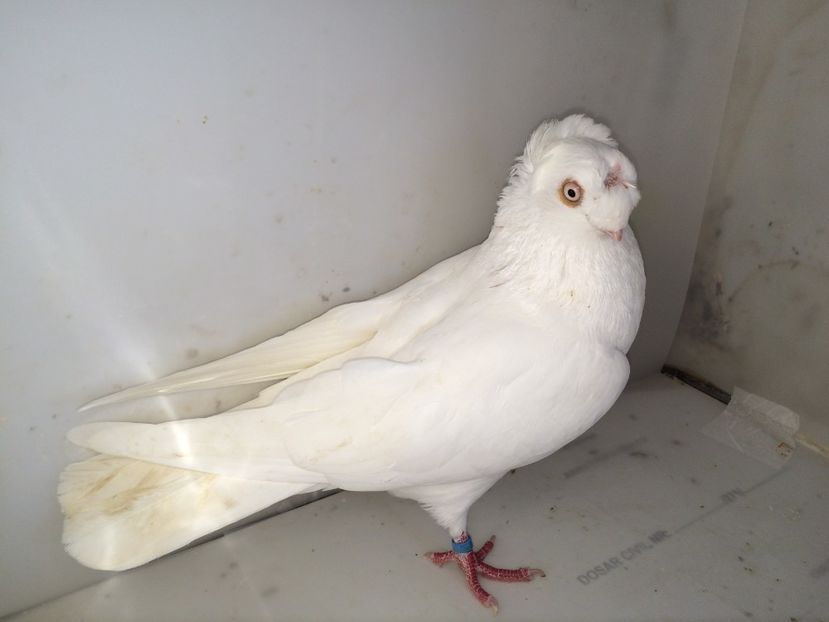 7099  mascul  2018_3 - pui 2018 BM