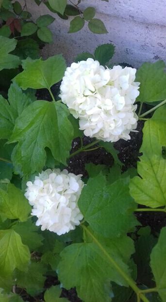  - Căldaruse -miresele gradinii mele!
