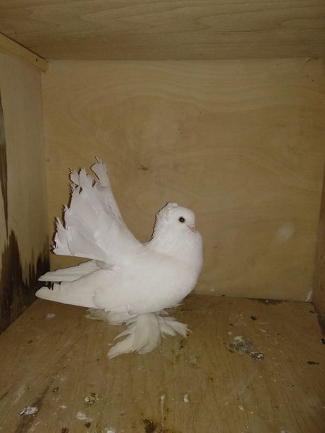 M - Porumbei de ornament vinduti