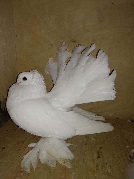  - Porumbei de ornament vinduti