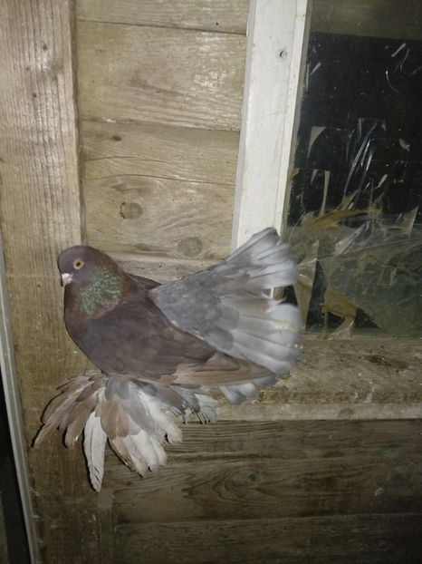  - Porumbei de ornament vinduti