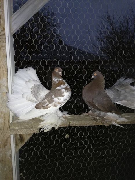  - Porumbei de ornament vinduti