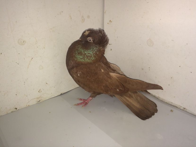 7109  femelă  2018_3 - Plecați ALBUM 2