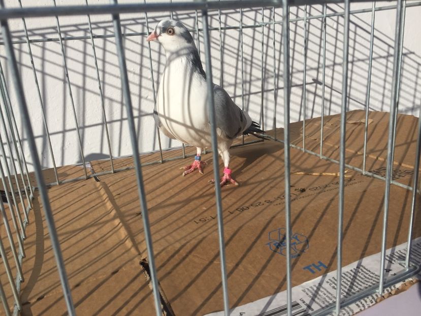 663A88D5-305F-485D-9410-6A1CC63CF288 - Vanduti galateni