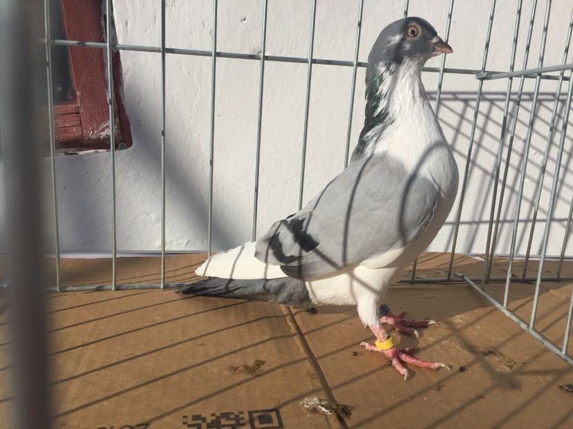 1D06AADB-5C2F-4B4C-B53B-015FAEAE1688 - Vanduti galateni