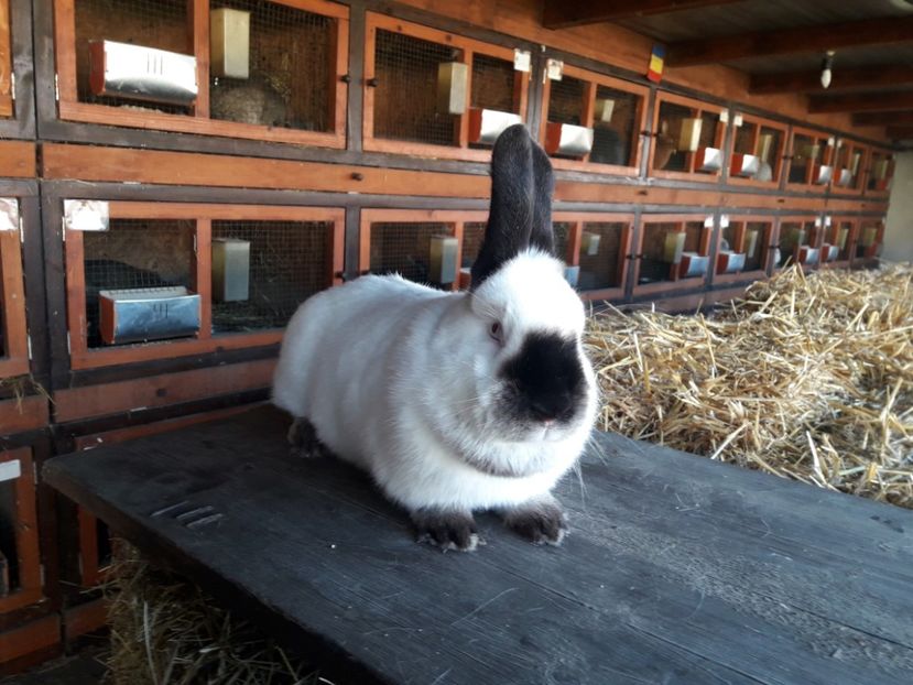  - A-IEPURI CALIFORNIENI