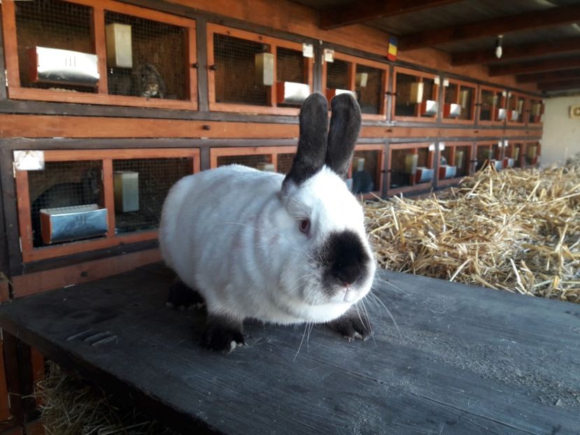  - A-IEPURI CALIFORNIENI