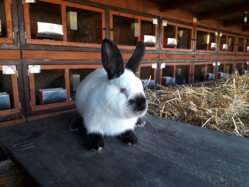  - A-IEPURI CALIFORNIENI