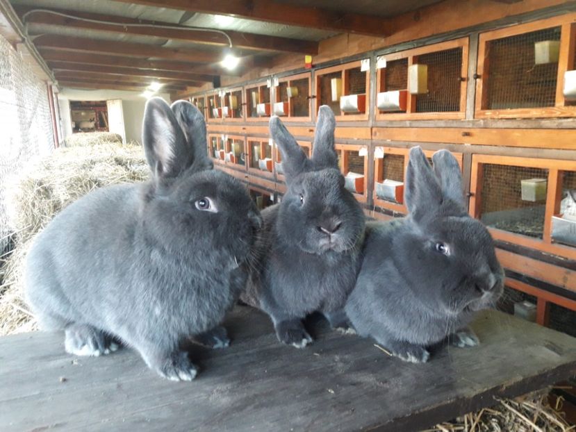  - A-IEPURI ALBASTRU VIENEZ