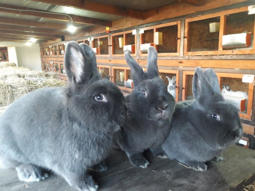  - A-IEPURI ALBASTRU VIENEZ