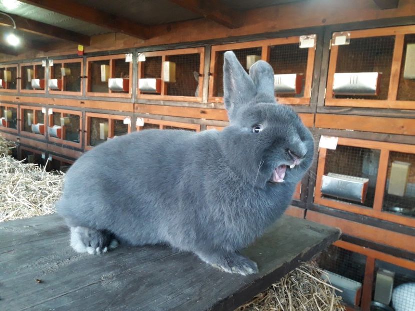  - A-IEPURI ALBASTRU VIENEZ