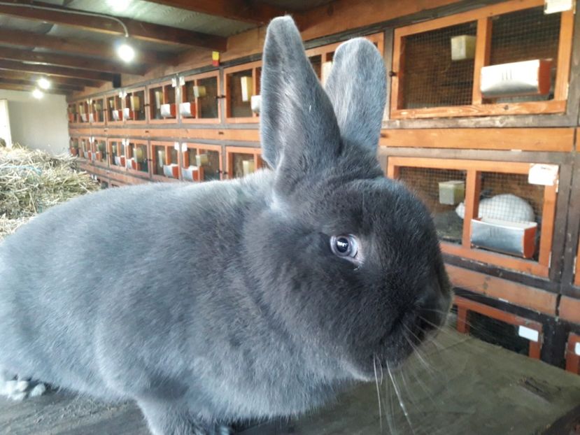  - A-IEPURI ALBASTRU VIENEZ