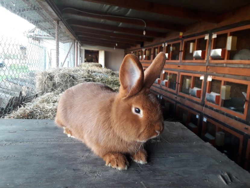  - A-IEPURI NEOZEELANDEZ ROSU