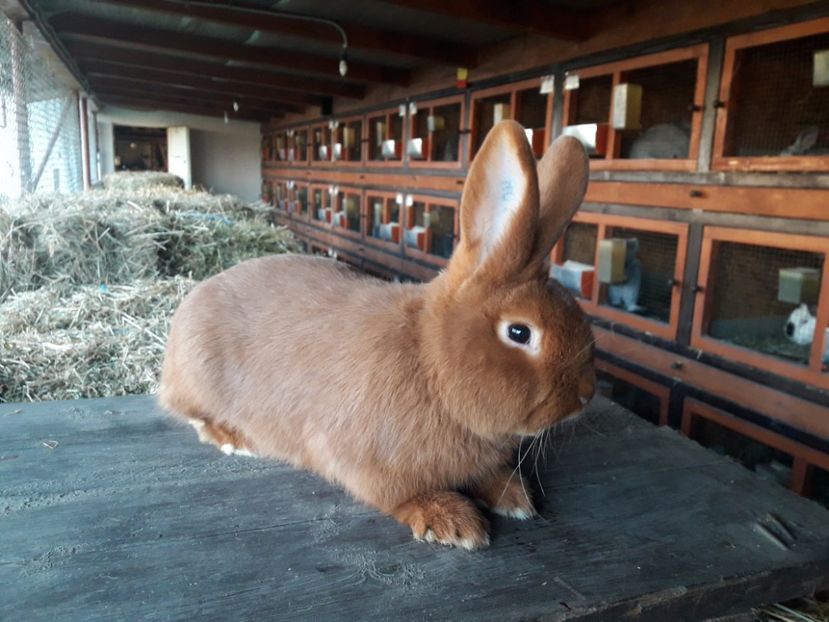  - A-IEPURI NEOZEELANDEZ ROSU