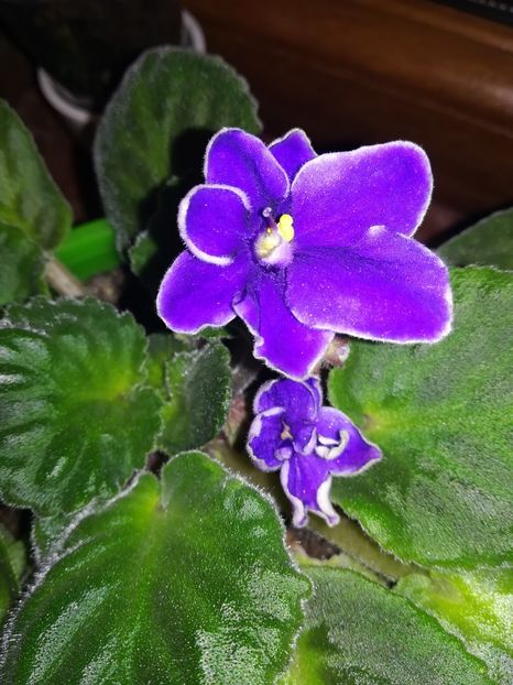  - Violete comune