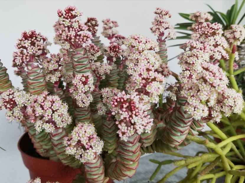 Crassula rupestris ssp marnieriana - A - flori