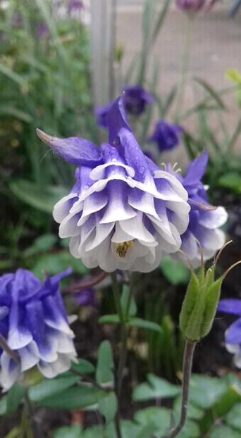  - Căldaruse -miresele gradinii mele!