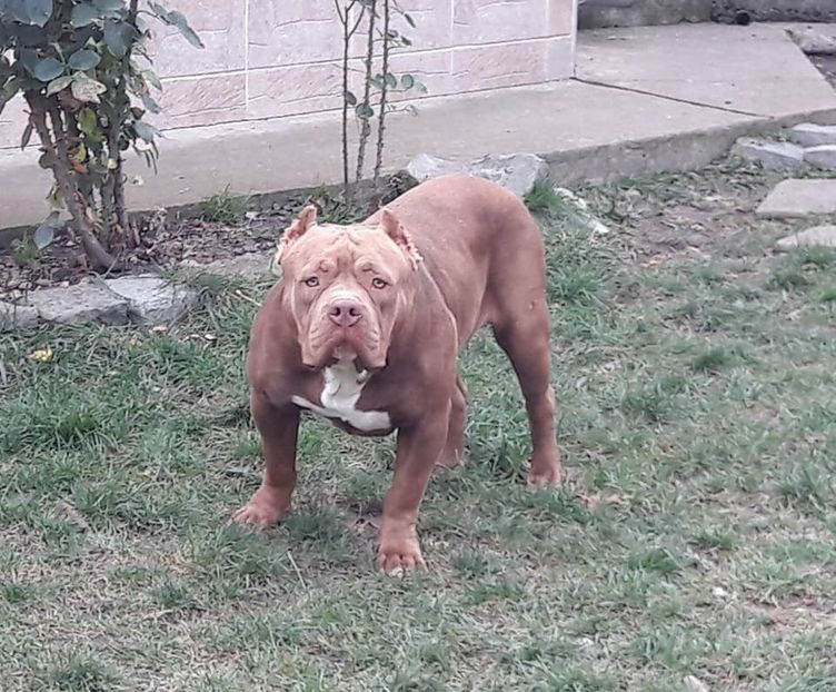  - AMERICAN BULLY