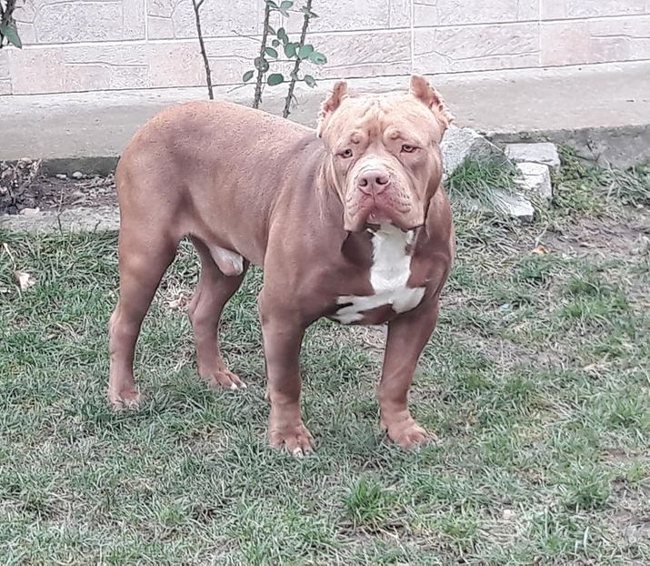  - AMERICAN BULLY