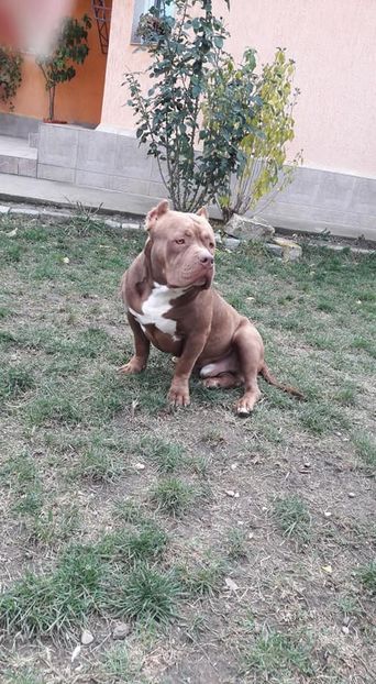  - AMERICAN BULLY