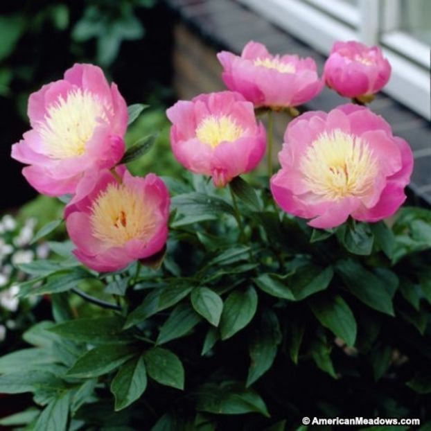 peony_bowl_of_beauty__2_800x800 - Z Bujori din gradinile prietenilor