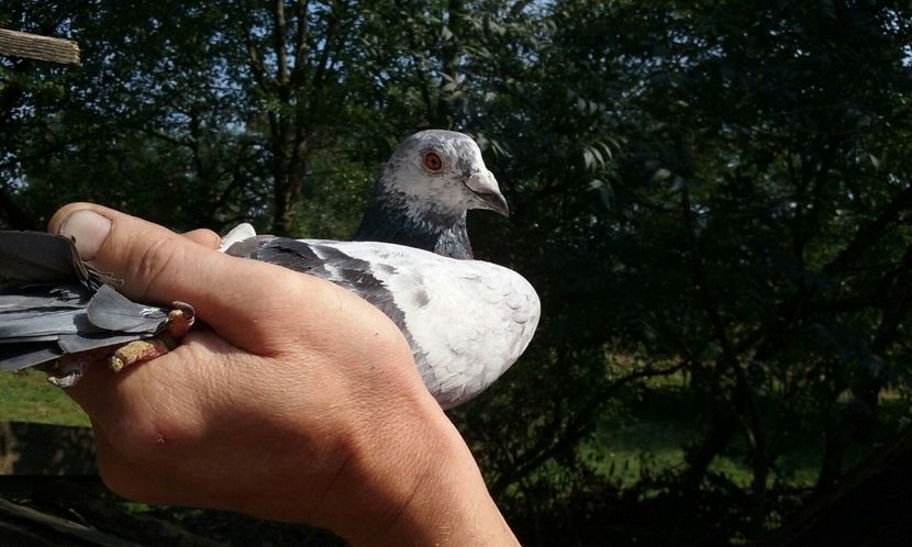 Olandez 20180822 poza3 - Porumbei mei Voiajori si Zburatori de Severin