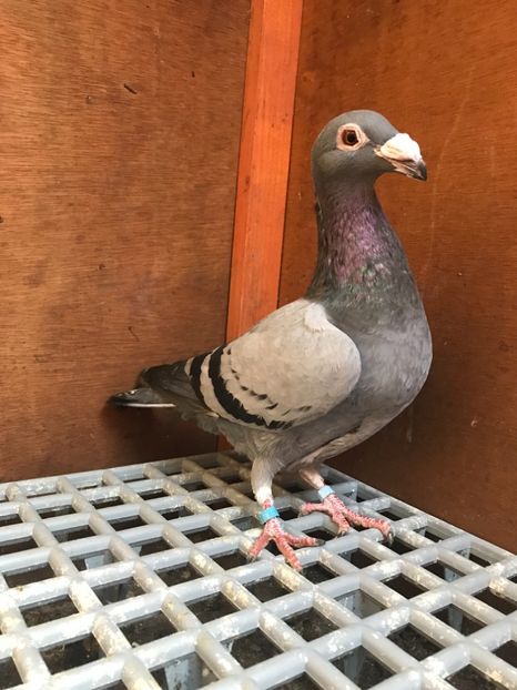 DA9580EC-7C35-49CD-83D9-67A187C80C6F - Italieni Vanduti