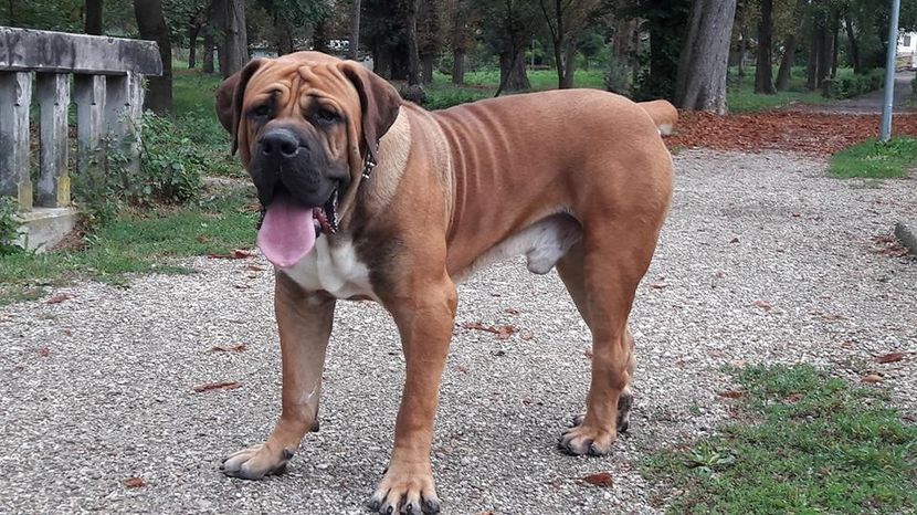  - MASTIFF AFRICAN BOERBOEL