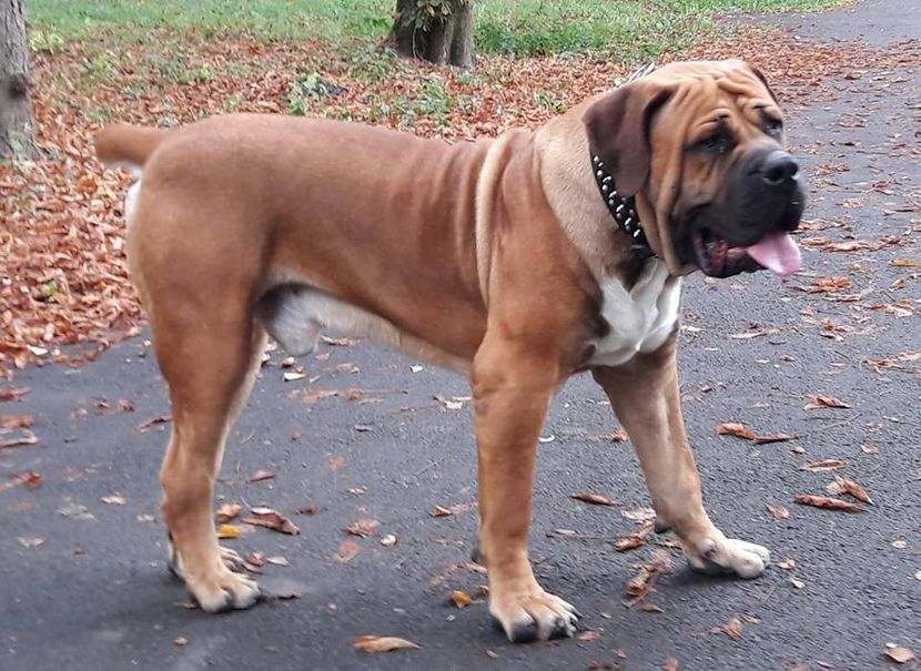  - MASTIFF AFRICAN BOERBOEL