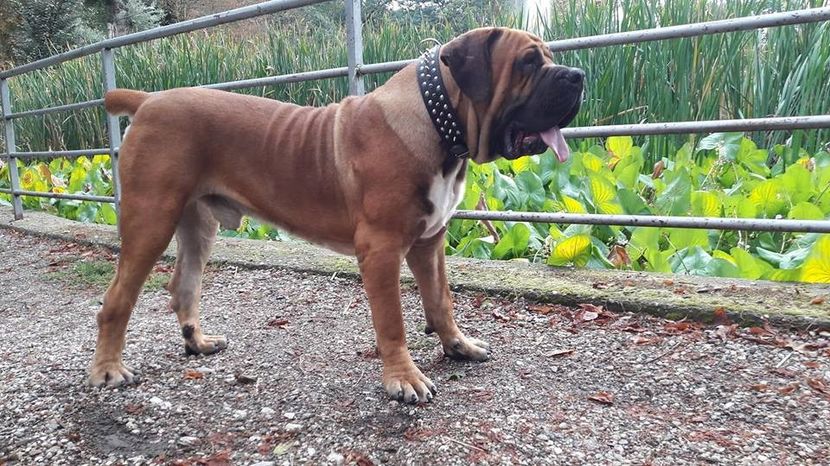  - MASTIFF AFRICAN BOERBOEL