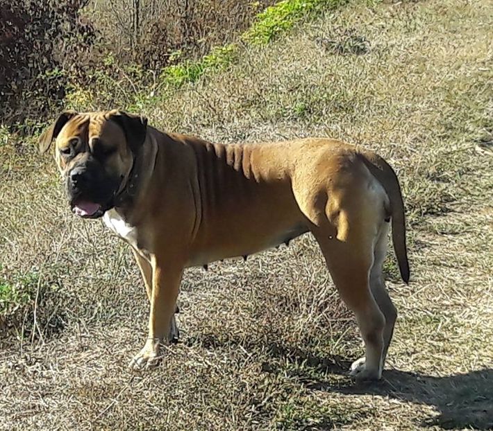  - MASTIFF AFRICAN BOERBOEL