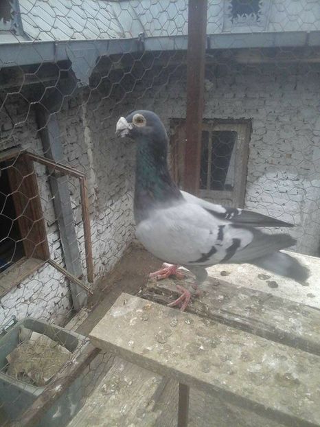  - Voaiajori stil vechi