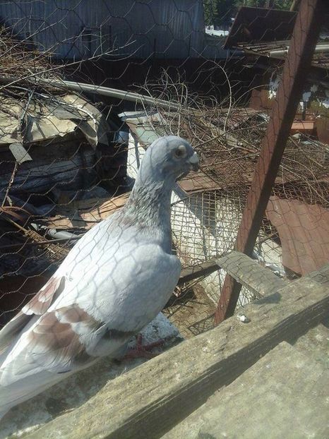  - Voaiajori stil vechi