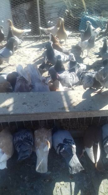  - Voaiajori stil vechi