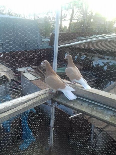  - Voaiajori stil vechi