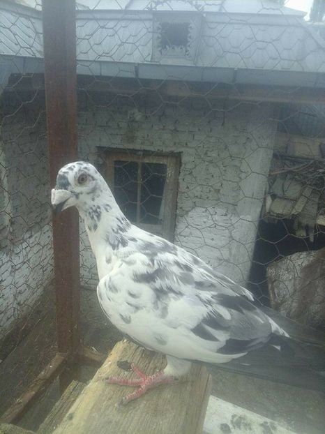  - Voaiajori stil vechi