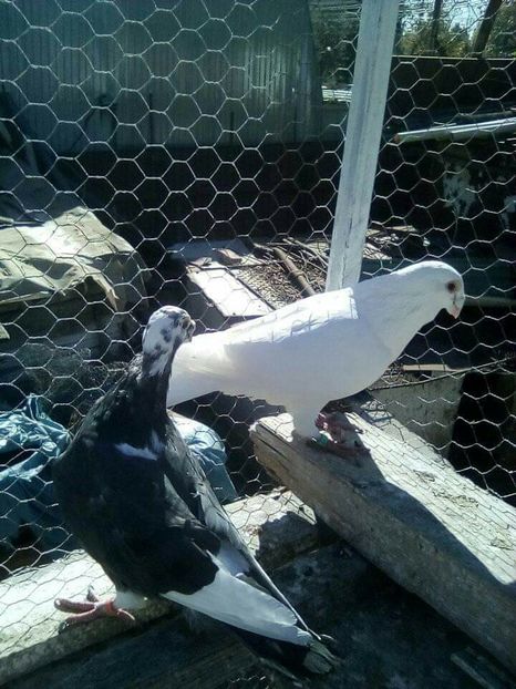  - Voaiajori stil vechi