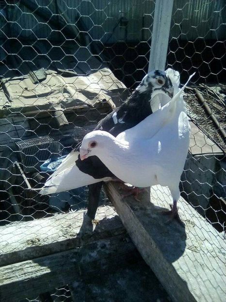 pereche - Voaiajori stil vechi