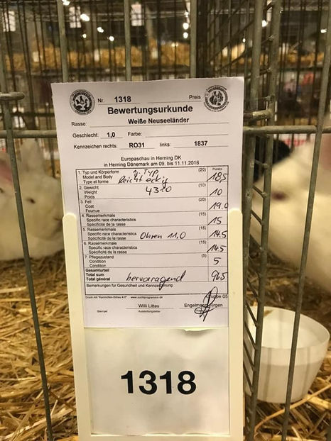 Stanciu Adrian - EXPOZIȚIA EUROPEANĂ - HERNING 2018