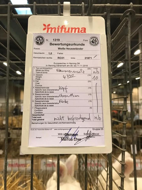 Stanciu Adrian - EXPOZIȚIA EUROPEANĂ - HERNING 2018