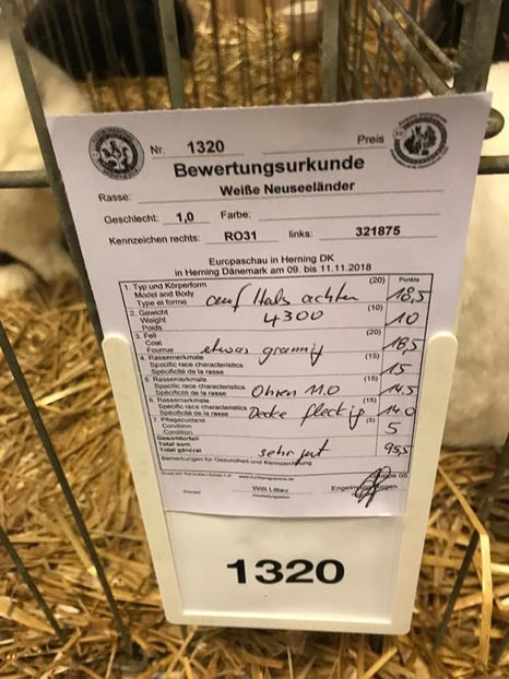 Stanciu Adrian - EXPOZIȚIA EUROPEANĂ - HERNING 2018